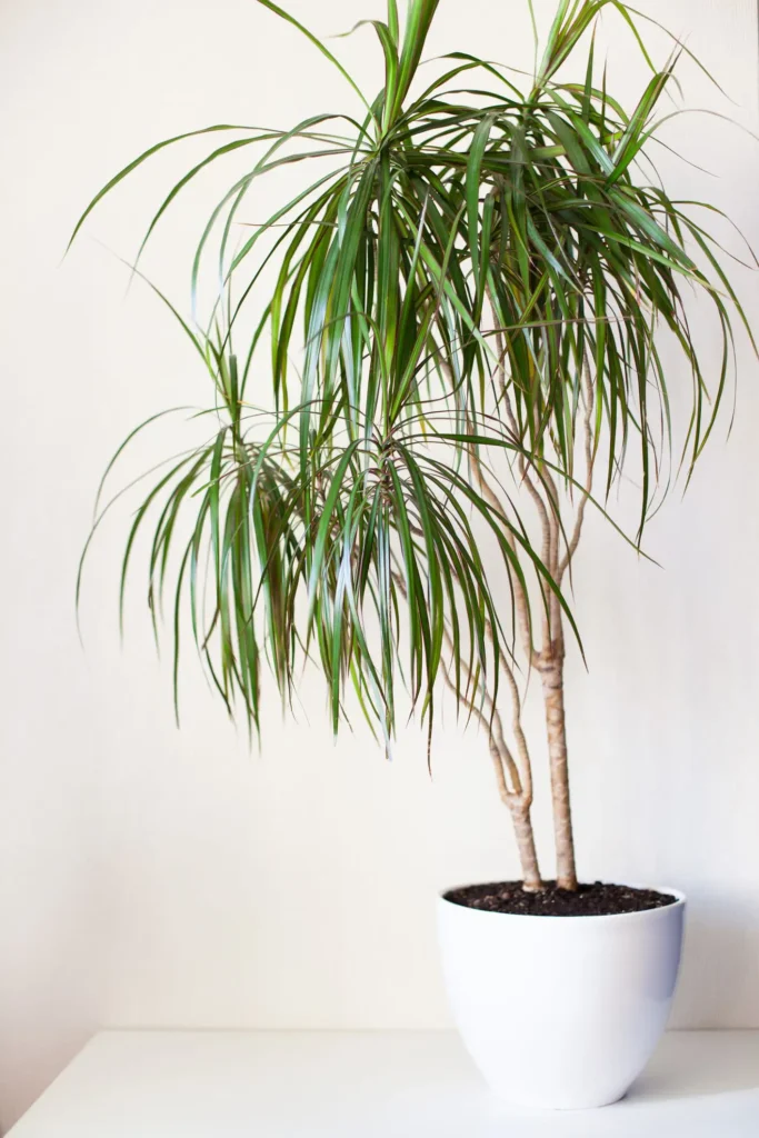 Dragon Tree (Dracaena Marginata)