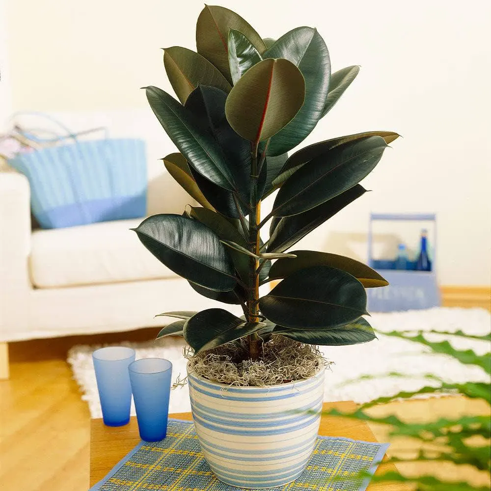 Rubber Tree (Ficus Elastica)