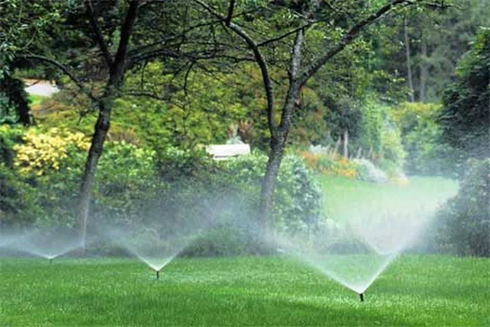 Essential Watering Techniques