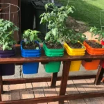 Container Gardening Plants