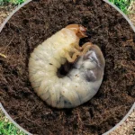 How To Get Rid of Lawn Grubs