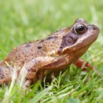 How to Get Rid of Frogs in Your Yard