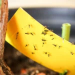 How to Get Rid of Gnats
