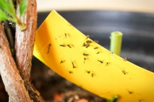 How to Get Rid of Fruit Flies: The 3-Day Fix That Actually Works 3 How to get rid of gnats