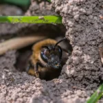 How to Get Rid of Ground Bees