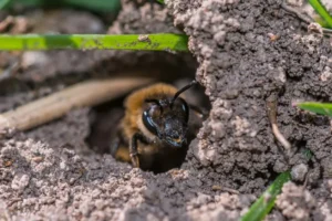 Yellowjackets vs Wasps: How to Tell Them Apart (and What to Do Next) 4 How to get rid of ground bees
