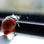 How to Get Rid of Ladybugs