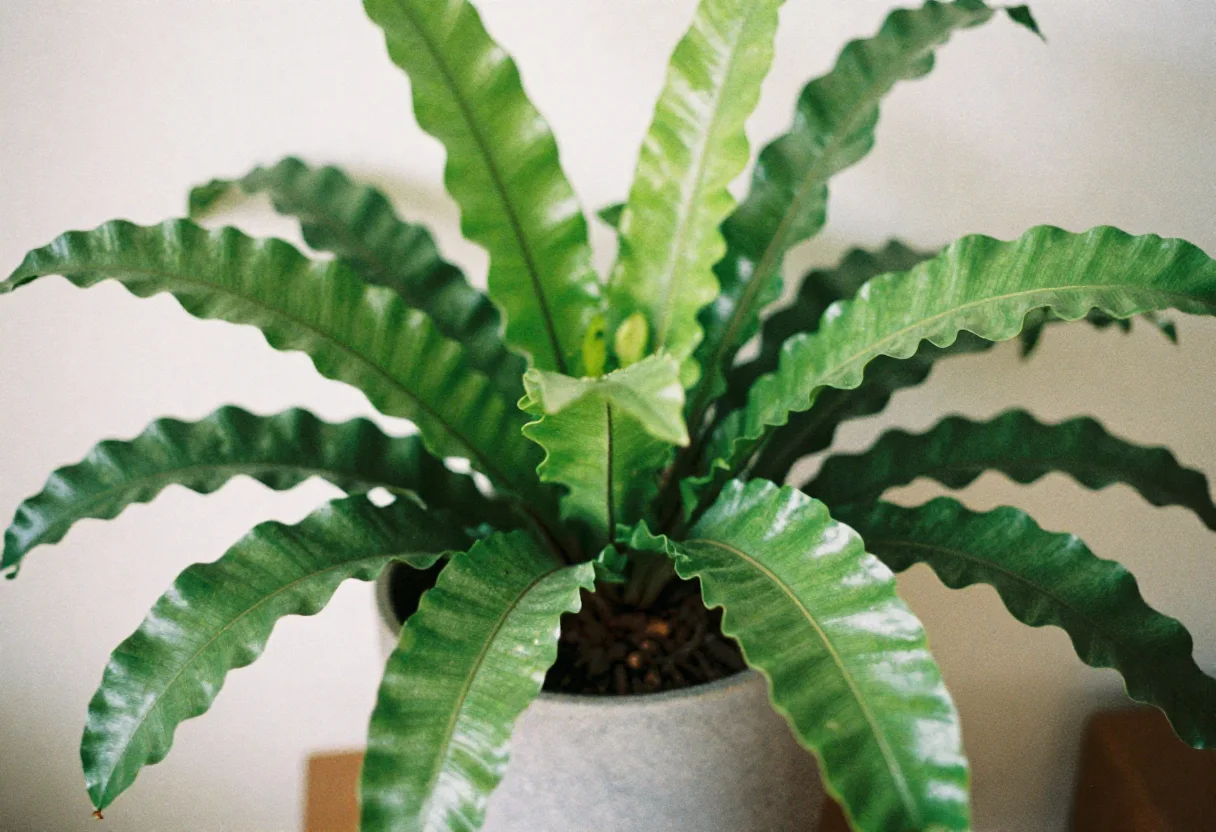 Kangaroo Paw Fern with thick lobed leaves