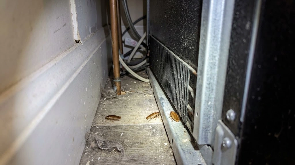 German cockroaches hiding behind a kitchen refrigerator
