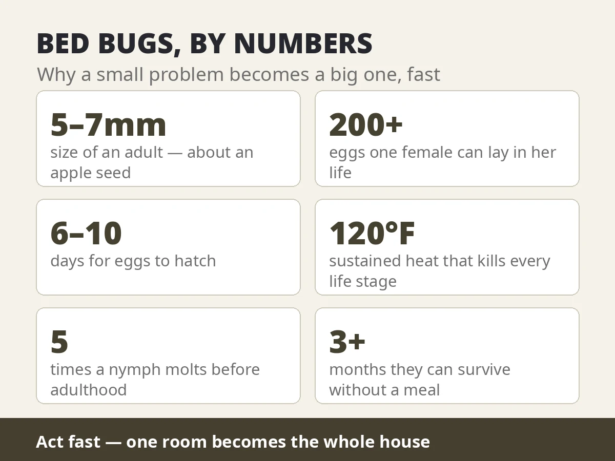 Bed bugs by numbers — 5 to 7mm adults, 200+ eggs per female, eggs hatch in 6 to 10 days, 120 degrees Fahrenheit kills them