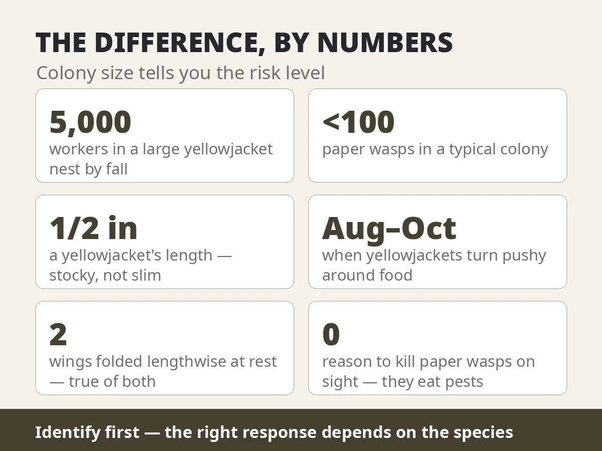 Yellowjackets vs Wasps: How to Tell Them Apart (and What to Do Next) 2 Yellowjacket vs wasp by numbers — 5,000 workers in a large yellowjacket nest, under 100 paper wasps per colony, peak temper August to October